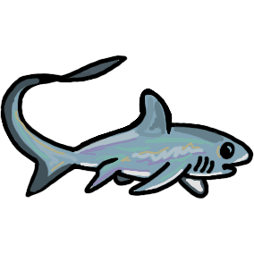 grey blue shark with white underside. There are some streaks of purple an yellow but they are very subtle. The shark has a big eye, and a very long tail fin like a ribbon. its dorsal fin is rounded, and its pectoral fins are a little long.